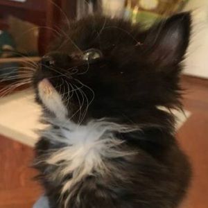 Meet your Posher, Lia